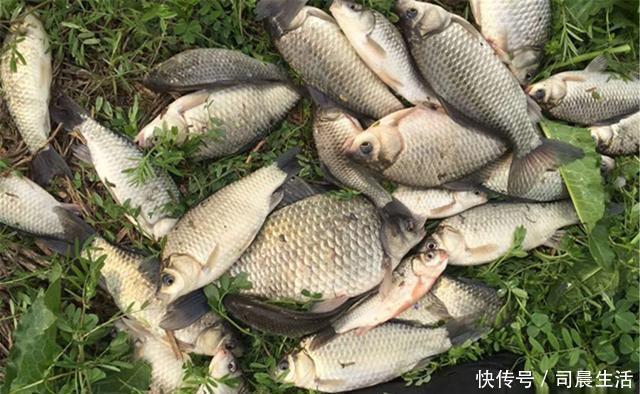 新政|钓鱼新政之后,允许一竿一钩一线的钓法,台钓使用单钩怎么调漂?