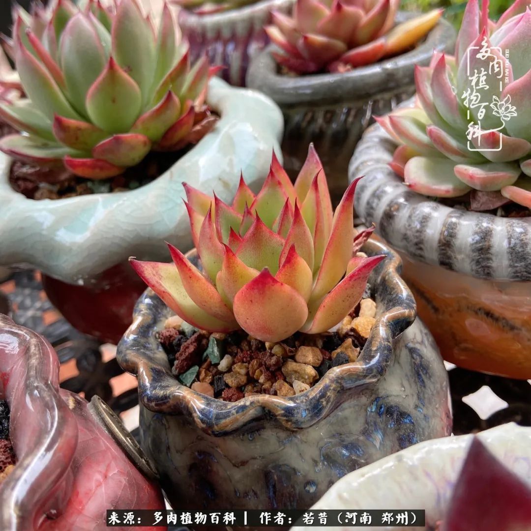 迷你小院儿,种满多肉、花草和蔬果,沉醉在自己的世外桃源!