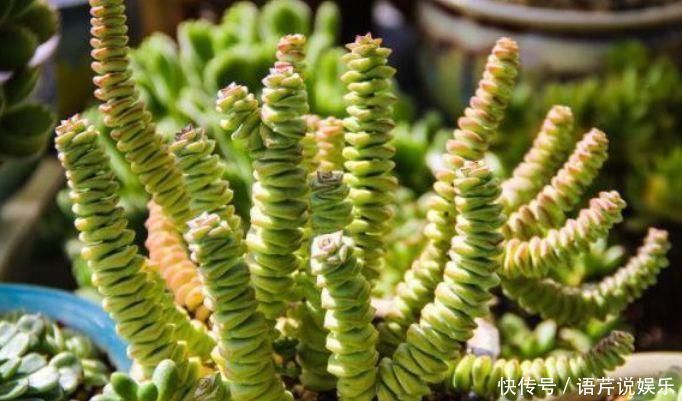 浇水|总爱给花浇水那就养这4种花,不怕浇,还越浇越旺