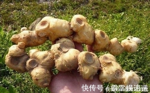 肾黄金|它被称为“肾黄金”,国医吃了一辈子,每天一片,好处多到数不清