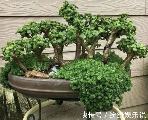 金枝玉叶这样养,变身高大上的盆景,造型惊人,身价翻几倍