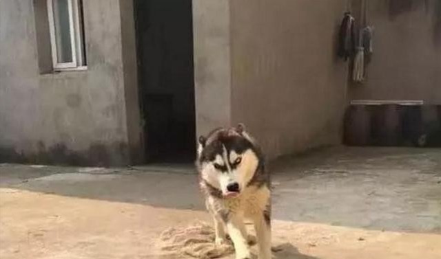 农村俗语“燕知寒门,狗知新婿”在说什么