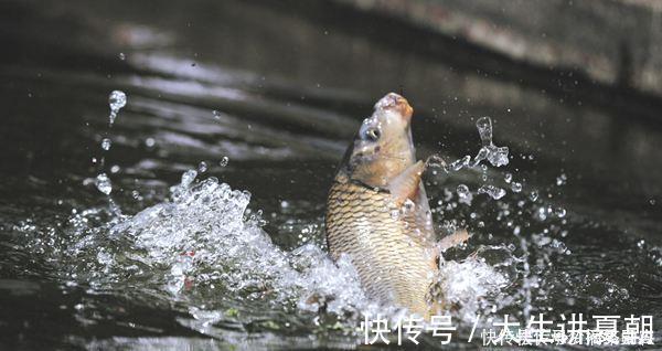 诱饵|农村小伙钓鱼就是狠,这样打窝,钓鱼钓到手发软