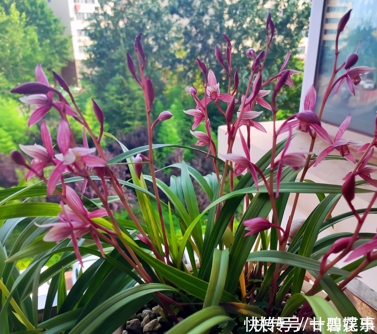 这花公认难养,冬天室内要注意,放外面冻20天,开花多又香