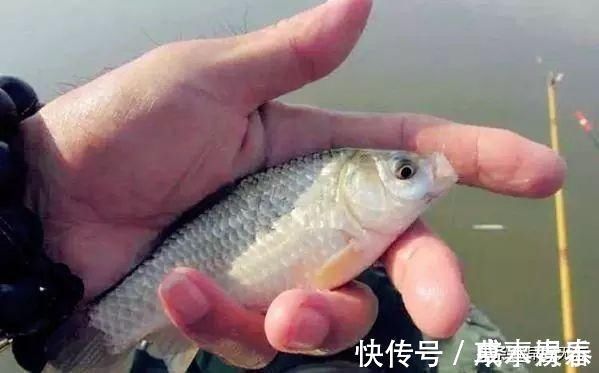 钓饵|十钓九空原来这饵才是大鲫鱼的最爱,后悔没早一点发现