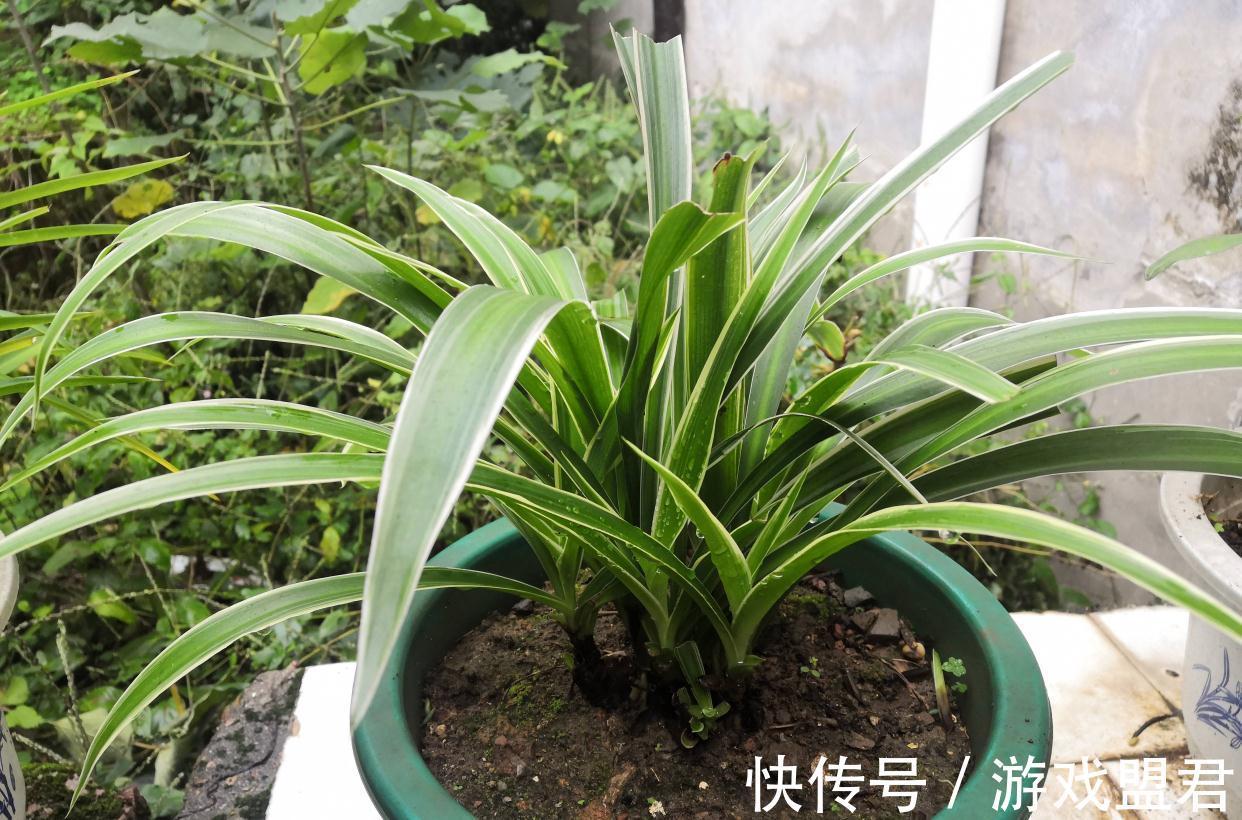 养好吊兰,3个方面不能少,郁郁葱葱、小吊兰很多、能开花