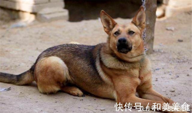 孝子$古人讲“久病孝子离、家兴出恶狗”,啥意思古人总结得很经典