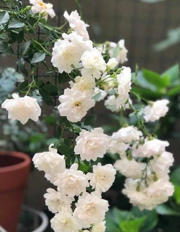 花草今春新宠“彗星”藤本月季花,一起看看它的特点和养护要点