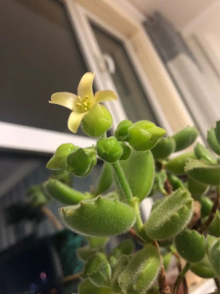 陪伴过我的都是心头肉!多肉陪我一路向前!