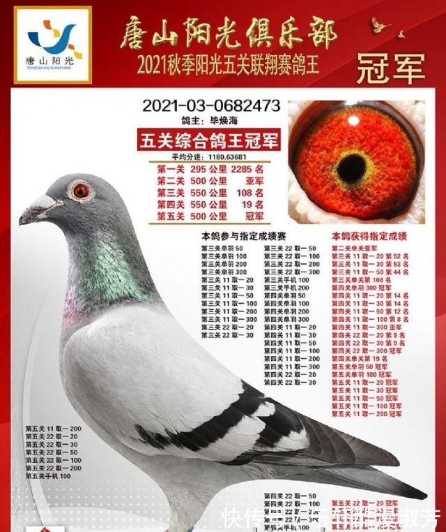 職業(yè)賽場(chǎng)|職業(yè)賽場(chǎng)哪家強(qiáng)且看這批2021年實(shí)力冠軍鴿王