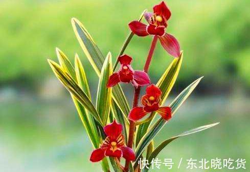 曾价值20万1苗,正格荷瓣,叶片带艺,花艺双绝,带你认识红神荷