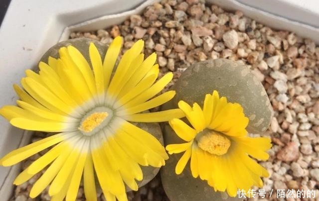 5种一般人养不活的多肉,入坑前要做“功课”,不然养一盆死一盆!