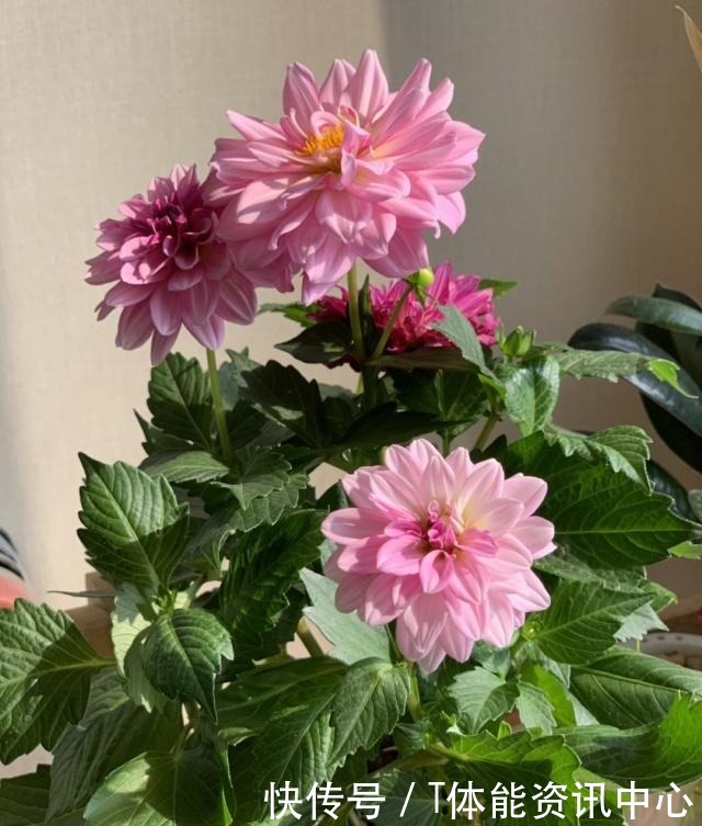 美丽若牡丹，花期超半年，植株低矮，养护容易，阳台盆栽养花选它！