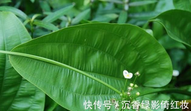 三焦|一味常用的“除湿”良药,能“通泻三焦之水,清利一身之湿”