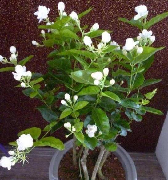 茉莉花秋天怎么养教你一招,开花比夏天还多