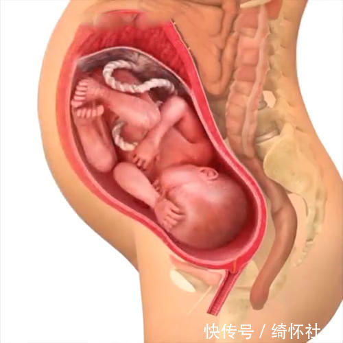 发育|孕期40周胎儿生长发育组图,胎儿是这样一天天长大的
