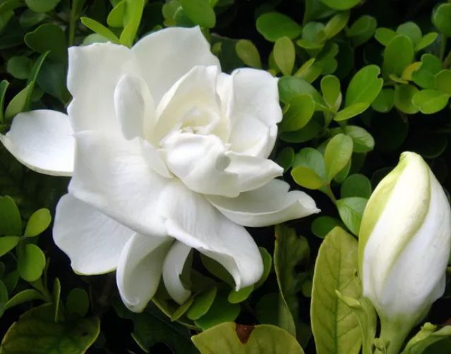 ?家里种这些花朵,花开繁盛惹人爱,养出漂亮花海,值得拥有