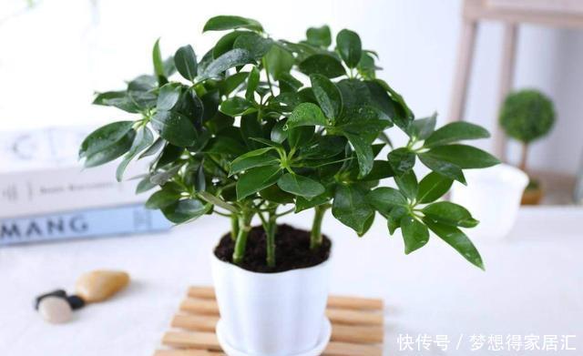 深受花友喜|这五种植物吸尘器,居家栽一盆,既能吸尘除污,又能净化空气