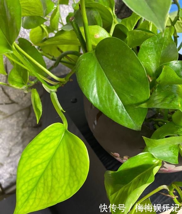 朋友说|俗话说,一棵绿萝七个鬼,位置要摆“对”,这4个地方可以参考