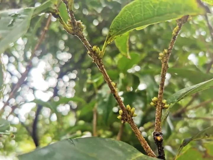 萱草|杭州第一朵桂花就要开啦！最熟悉的秋天味道近了