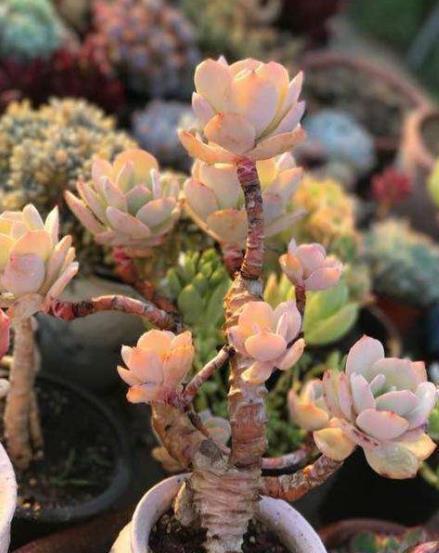 养多肉常见的3个误区,大部分花友都中招了,难怪肉肉养不胖