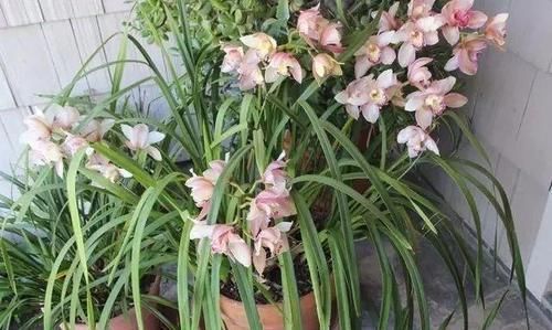 品种|花色优美的蕙兰盆栽,兰花里极其耐寒的品种