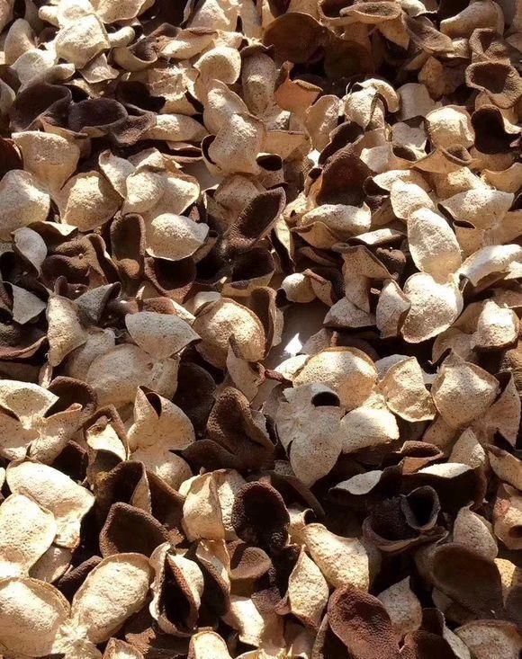 橘子皮晒一晒,养花用的上,有3大好处,解决一切养花难题