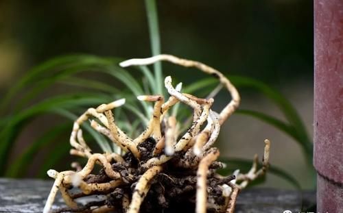 3月份养春兰和蕙兰，护花催芽两不误，有哪些技巧？