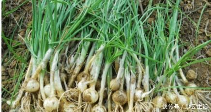 很好吃|中国农村最好吃的野菜,全吃过的人不多,你能准确叫出名字吗?