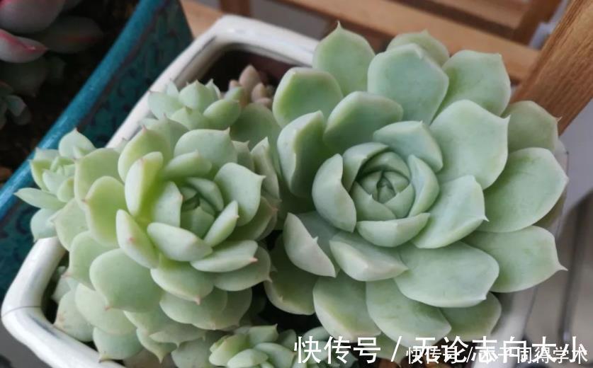 生石花|5种一般人养不活的多肉,入坑前要做“功课”,不然养一盆死一盆