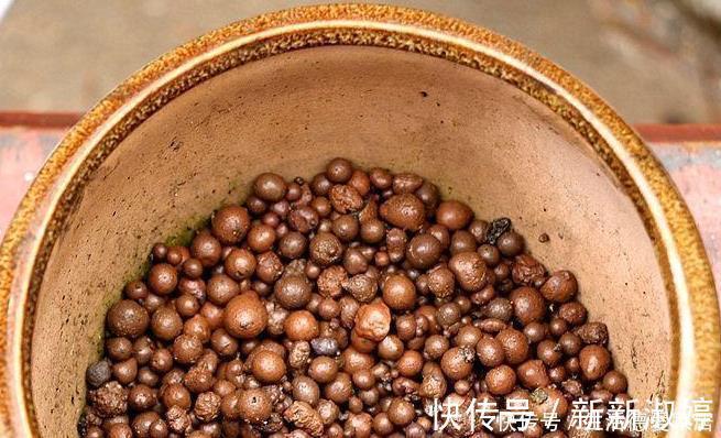 花盆里加点这个，不烂根不黄叶，轻松养满盆