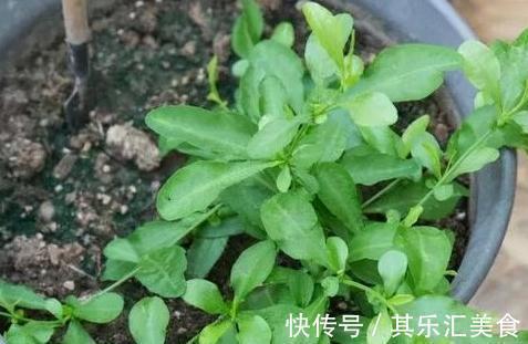 盆土板结怎么办,做好这些,盆土常年松软,盆栽长的旺不黄叶