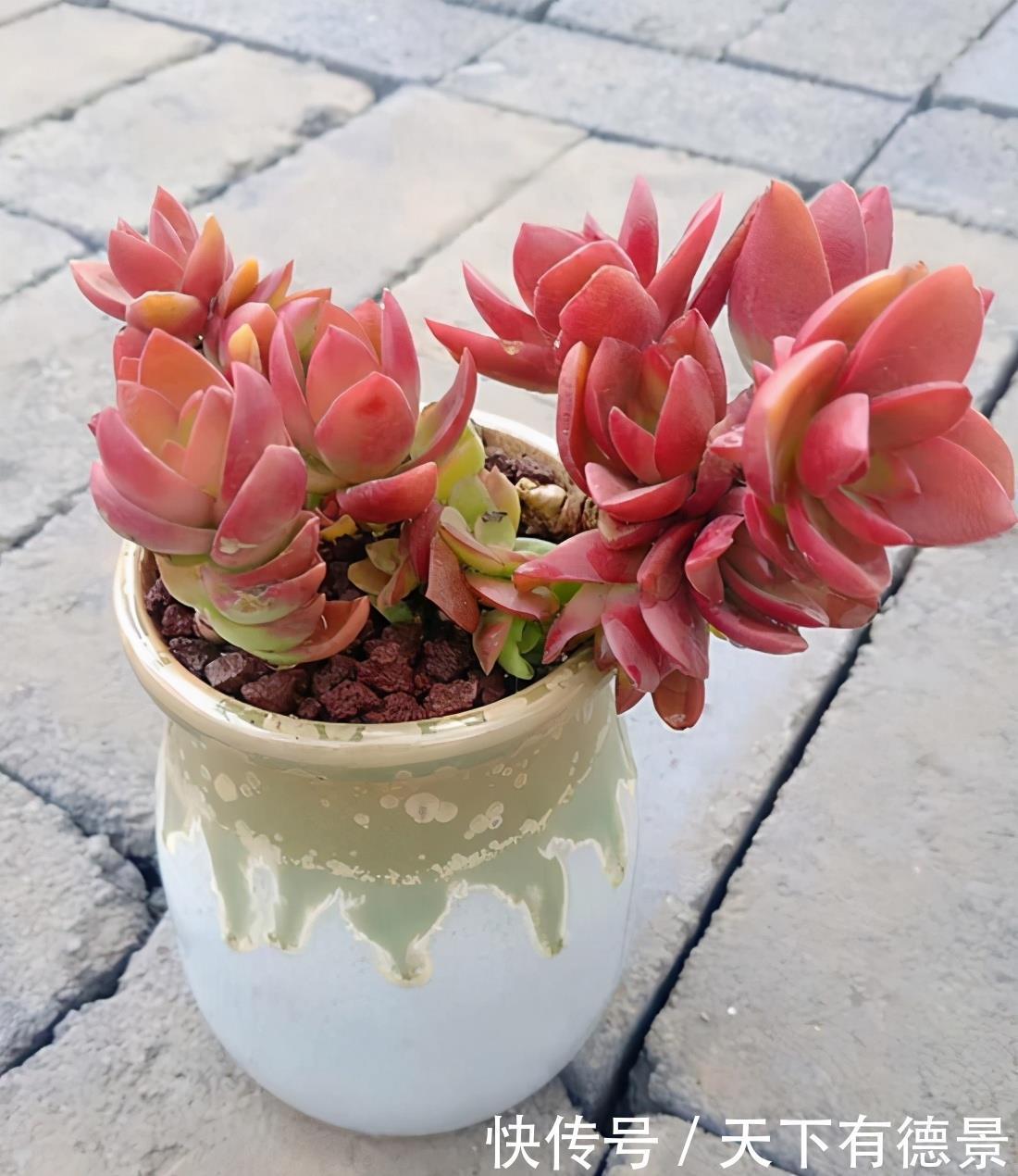 多肉植物区分 简介火祭 赤鬼城 初吻 大叶秀妍 你认识吗 粉紫色 多肉植物区分 简介火祭 赤鬼城 初吻 大叶秀妍 你认识吗 粉紫色