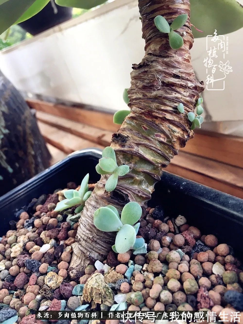 养多肉的路上患得患失,却依然如最初般热爱!