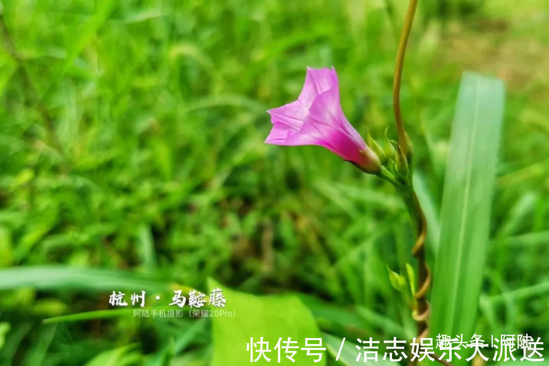夏秋季|杭州小区里这种喇叭花，其实是“海滨花后”，可以解海蜇刺伤的毒