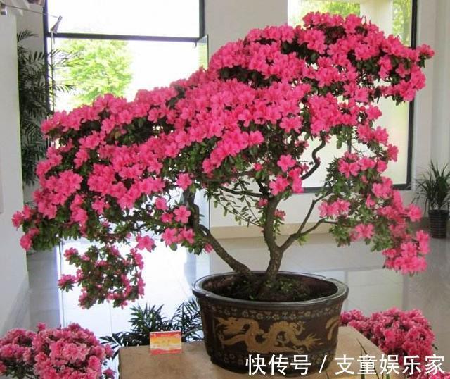 漂亮花|3种漂亮花，再“喜欢”也别贸然买，太难养，一般人根本养不活