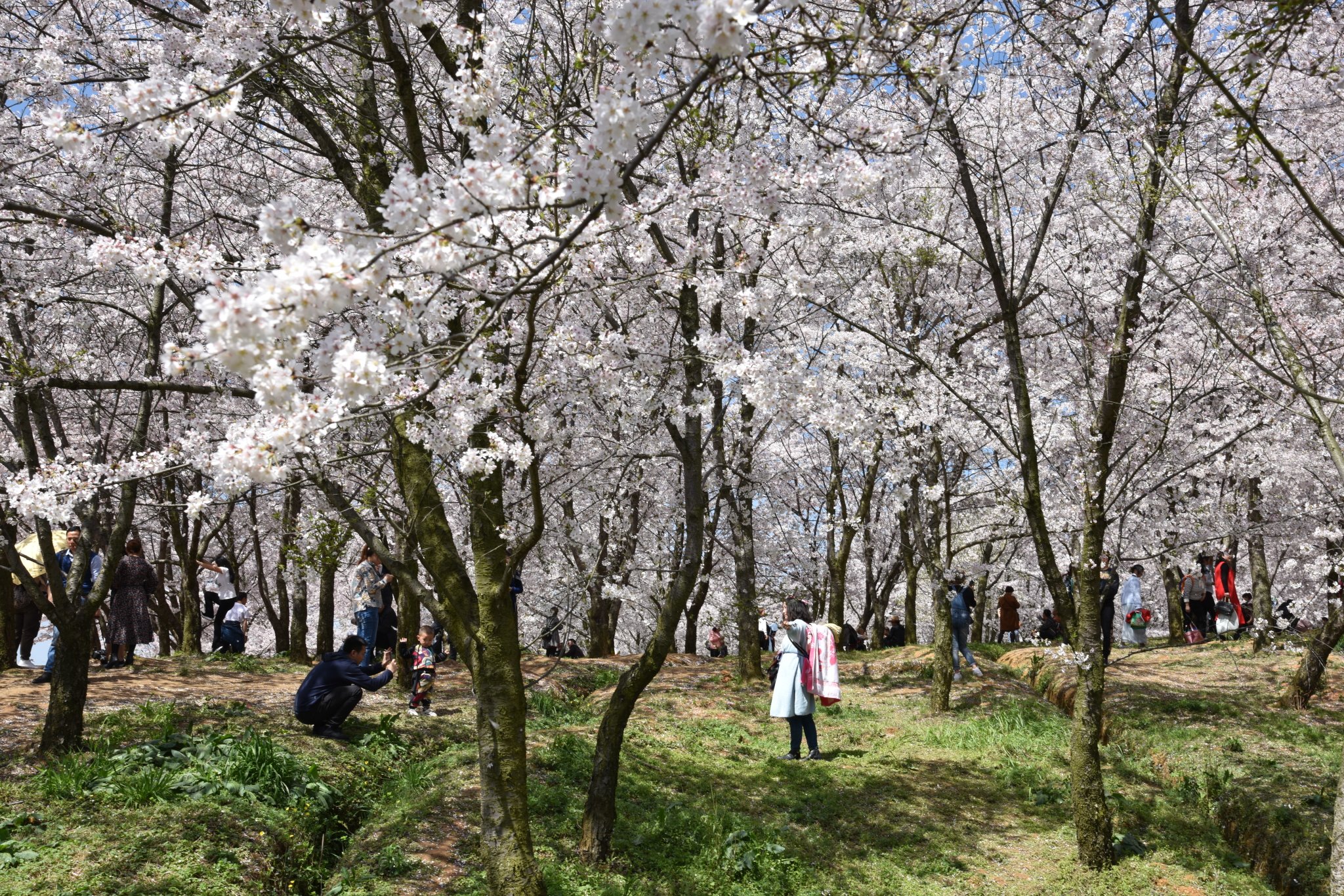 平坝樱花海，惊艳又浪漫