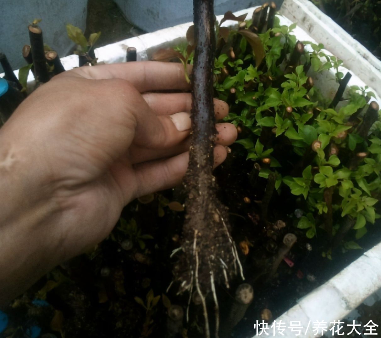 大粗杆子扦插，泥巴一裹就生根，秒变老桩大户
