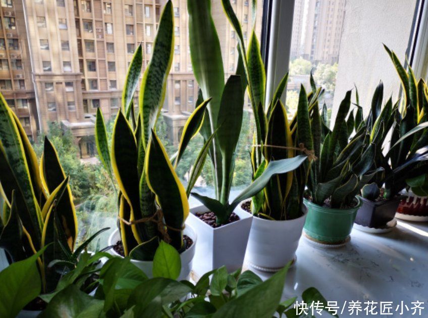 养分|养了一年的虎皮兰不生长？看看这2点，按照步骤操作就能快速冒芽