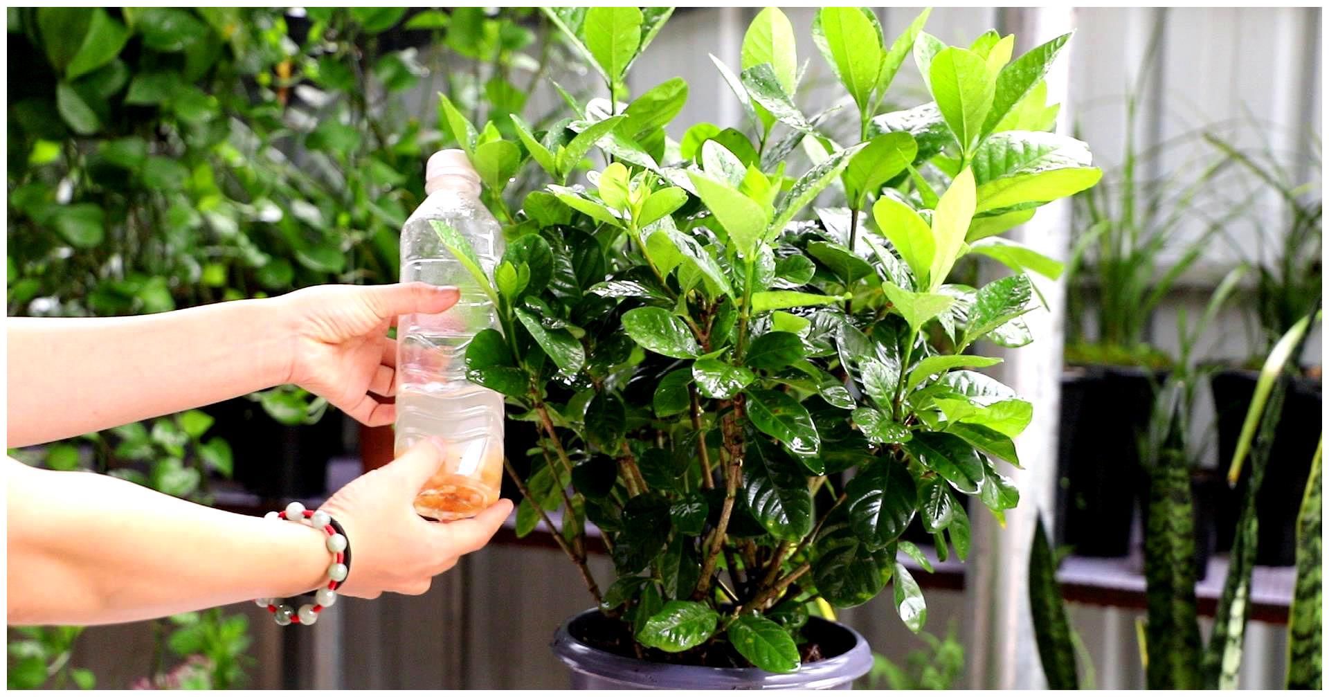 夏天|4种漂亮花，夏天就怕缺水，缺一次黄一次，天天浇水也不嫌多