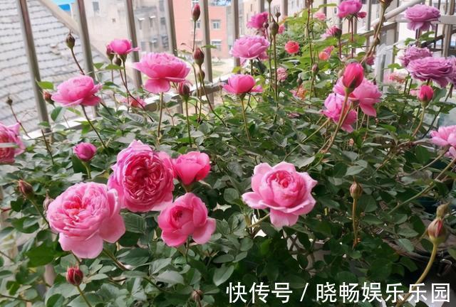 月季扦插新方法，找个饮料瓶，30天长满根，移栽一棵活一棵