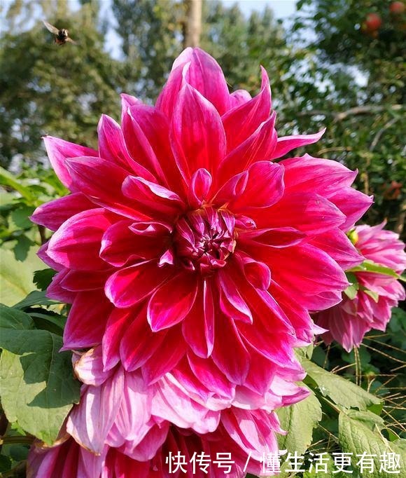 此“花”属世界名花,开花有“脸盆”大,跟“地瓜”一样好种!