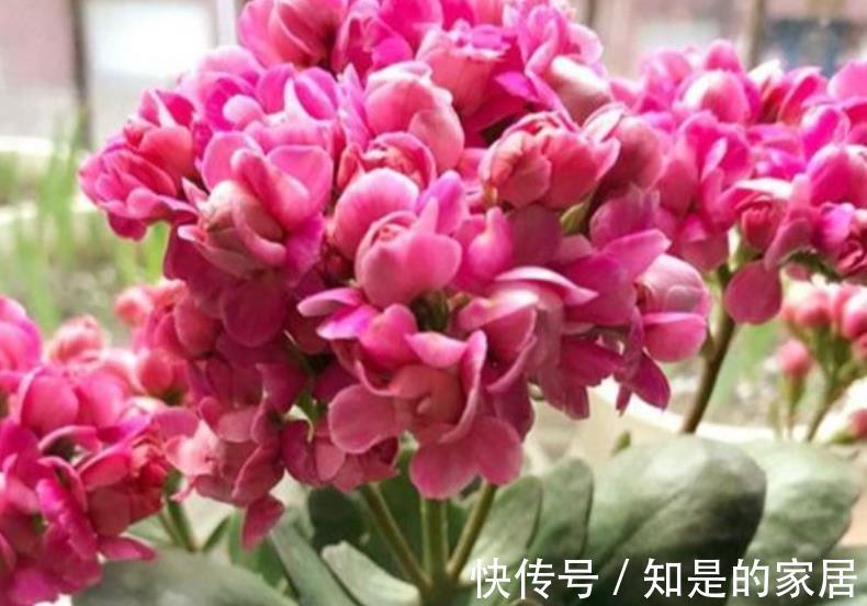 空气|秋冬养花,首选这4种懒人花,富贵大气又好看,养几盆空气更清新