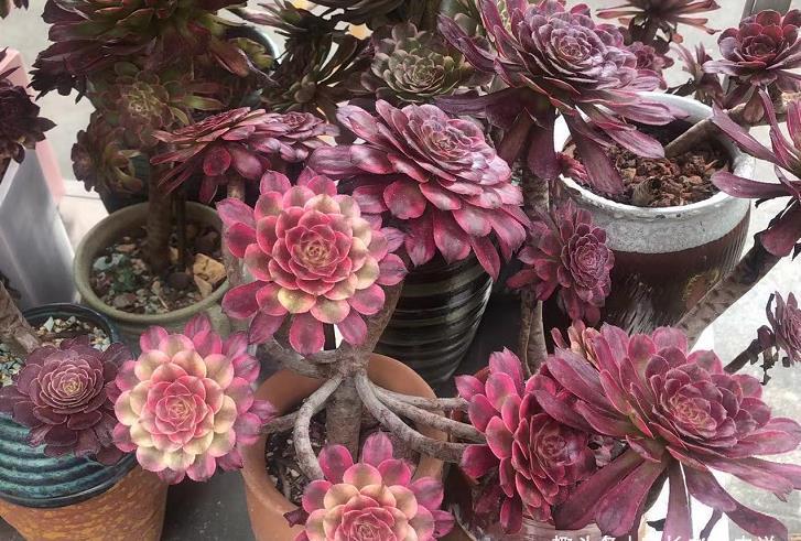 温度|室外温度33度，室内只有25度，这种情况下法师多肉还能浇水吗？