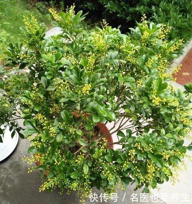 花香堪比香水,邻居大妈都追着问,眼馋极了!