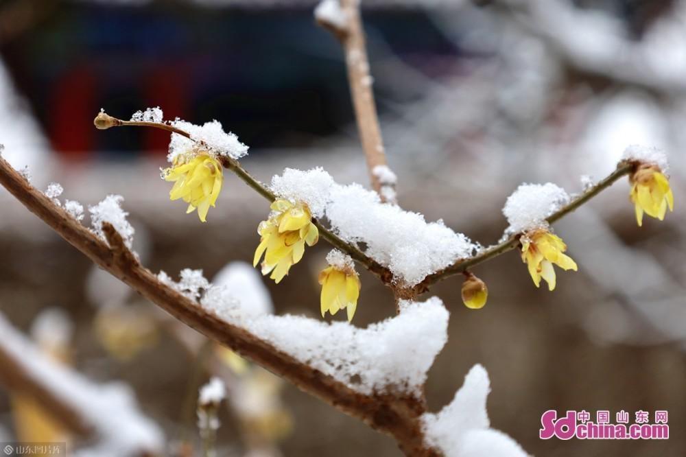 蜡梅吐蕊，玉兰含苞：济南初雪后，大明湖静美如诗