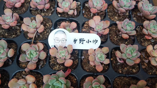 多方面|养多肉浇水需要注意细节，浇水方式要考虑多方面，才能养好肉肉