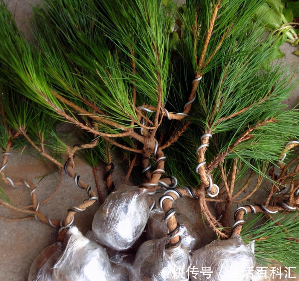 有名|罗汉松与黑松是有名的观赏绿植,长得像名字像,怎么区分怎么养护