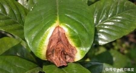 栀子花的叶斑病有哪些危害,又该怎么防治