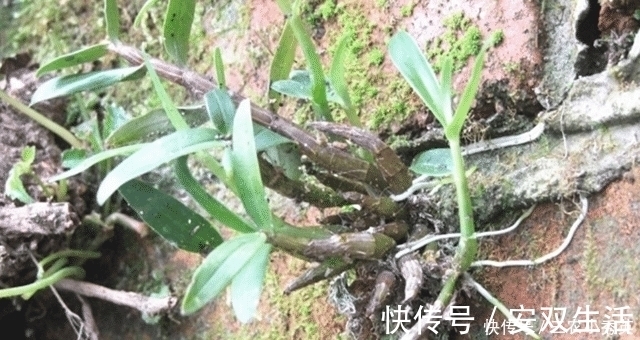 我们来了|人称“皇帝草”,若出现您家岩石上,请保护好,价值堪比“黄金”